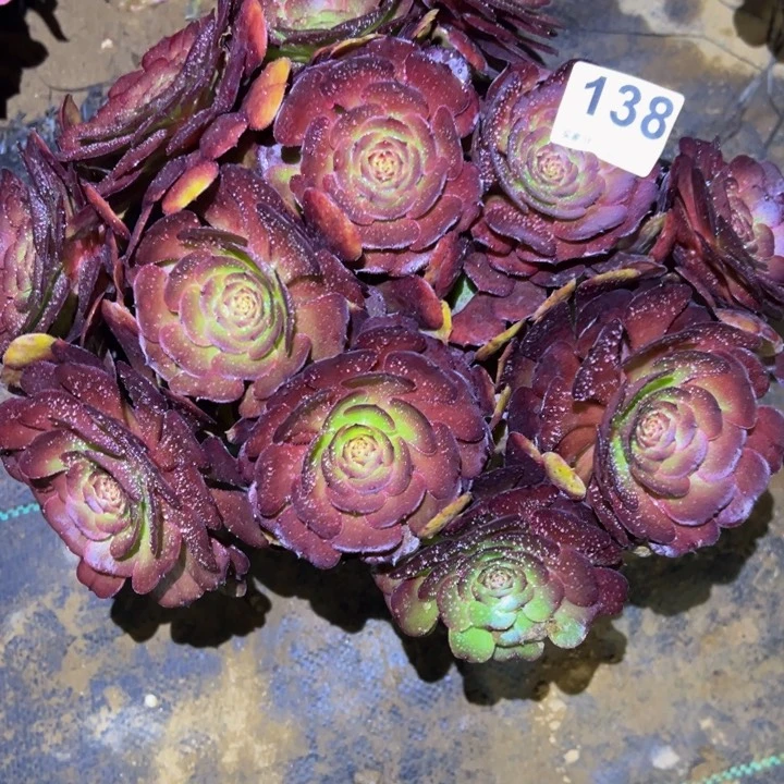 ゛****?黑萝莉多肉植物138