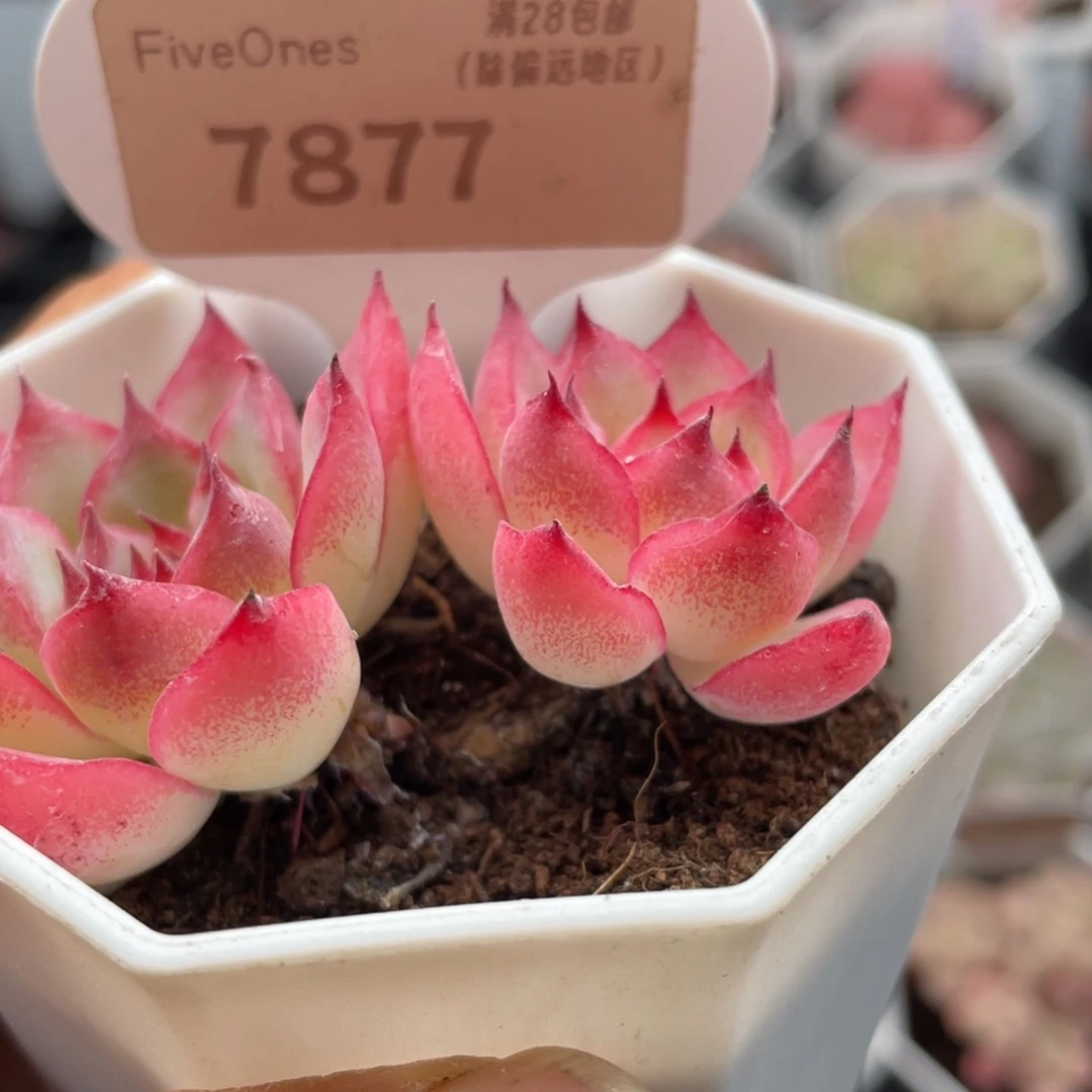 粉水晶7877-6.0厘米