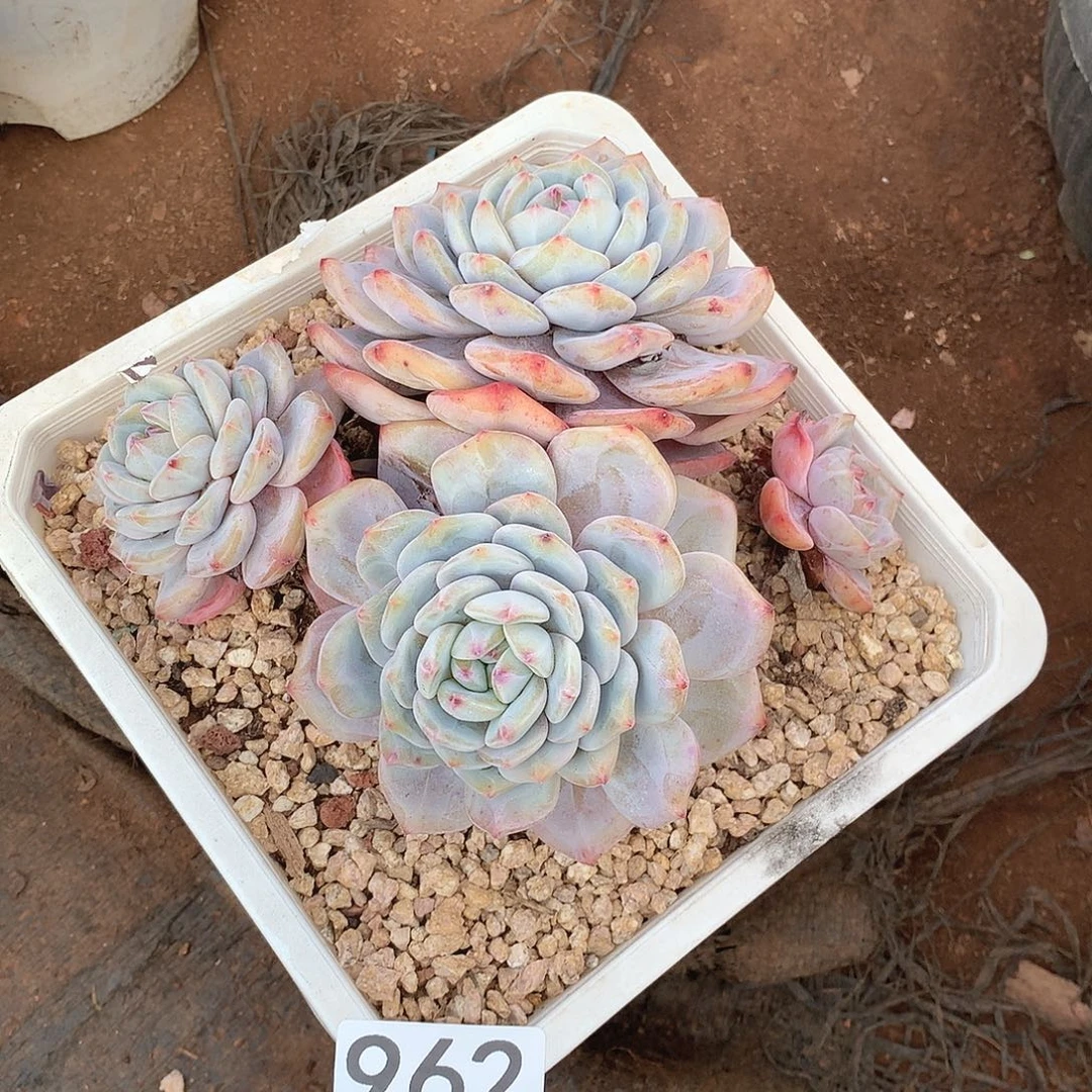 962橙子一物一拍多肉