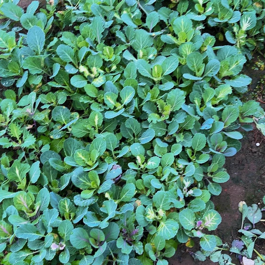 羽衣甘蓝小苗8颗混搭
