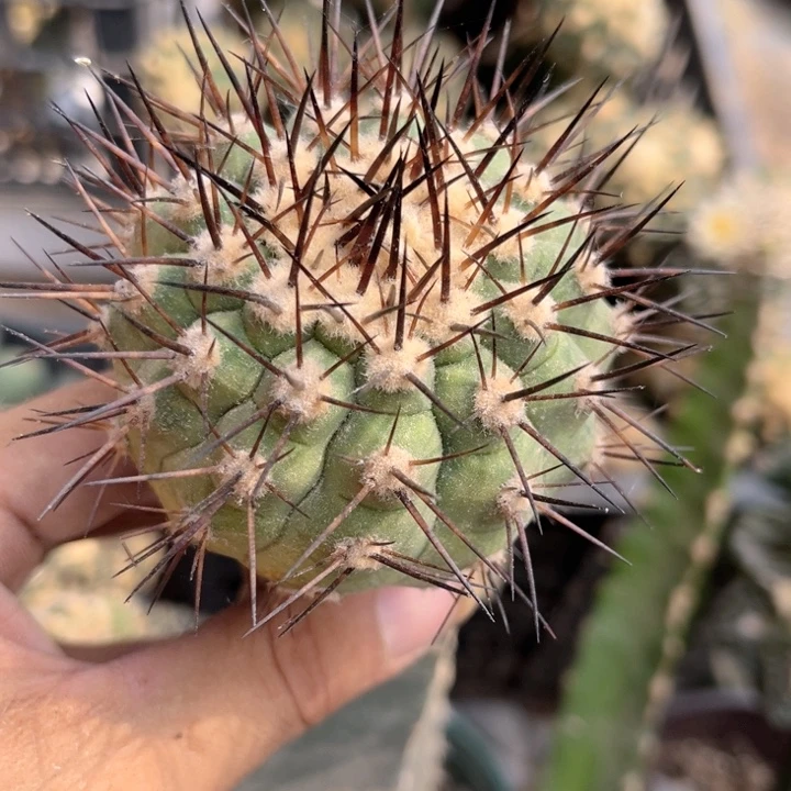黑王三角嫁接仙人球0026