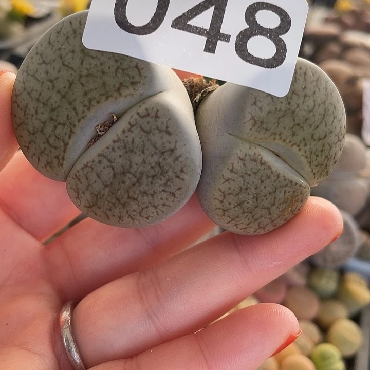 生石花一颗2头048