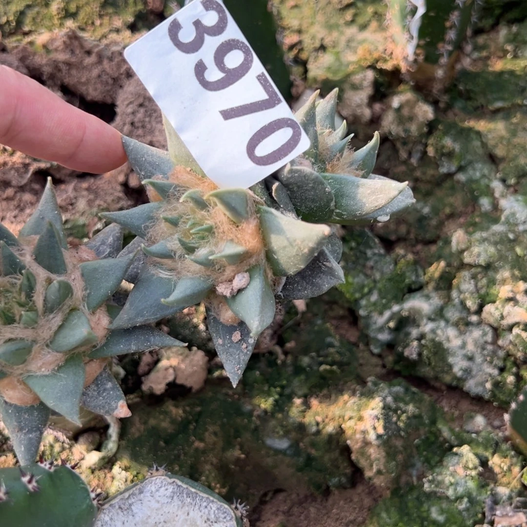 苗接双头龙牙牡丹仙人球3970号