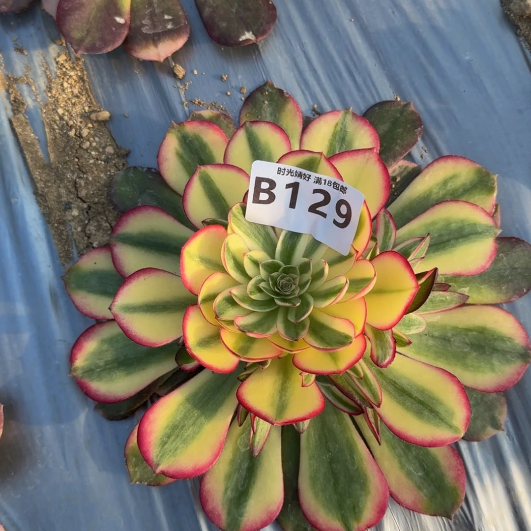 129荔枝多肉植物