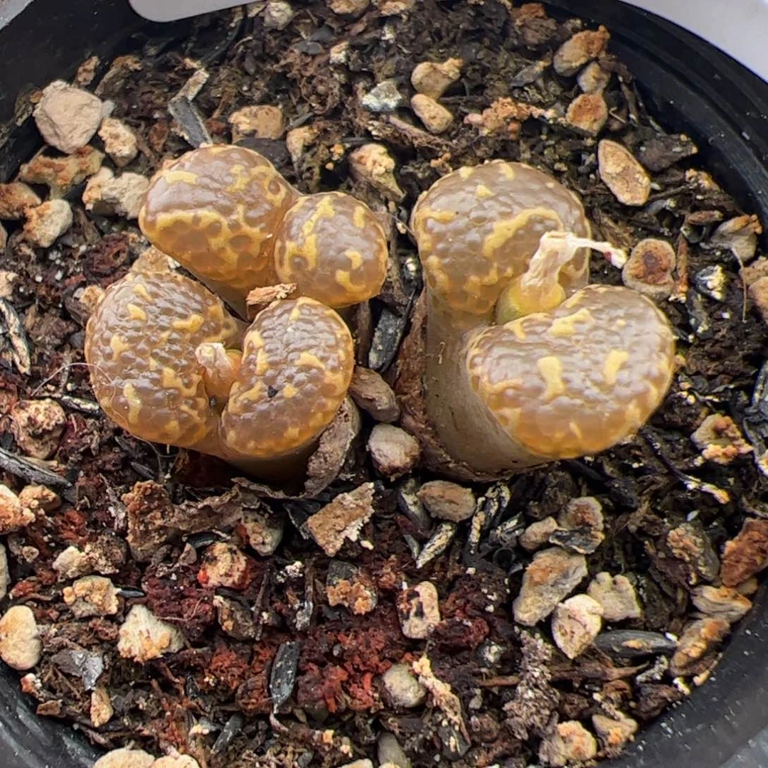 023号泡泡 多肉植物