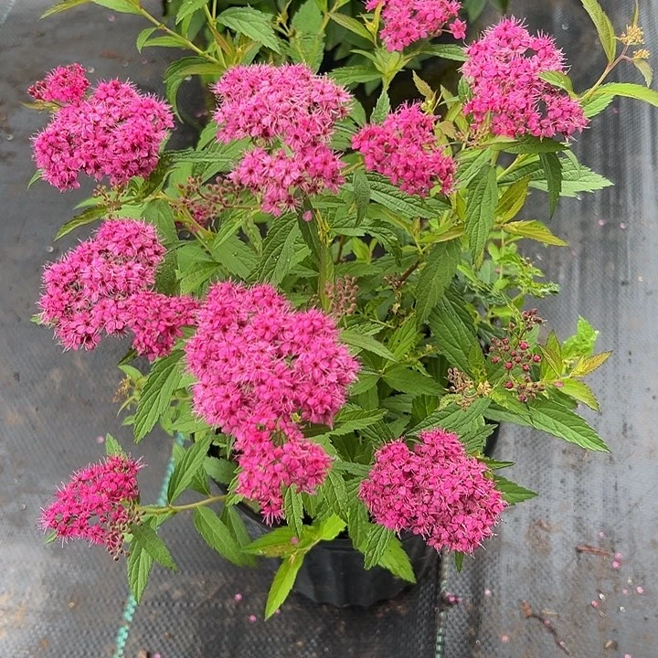 无花朵日本绣线菊花期长