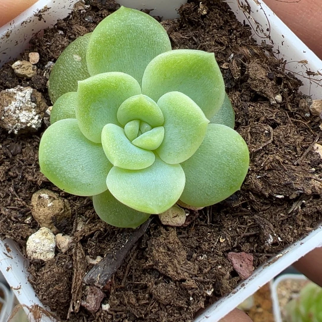 810号六白财富密码