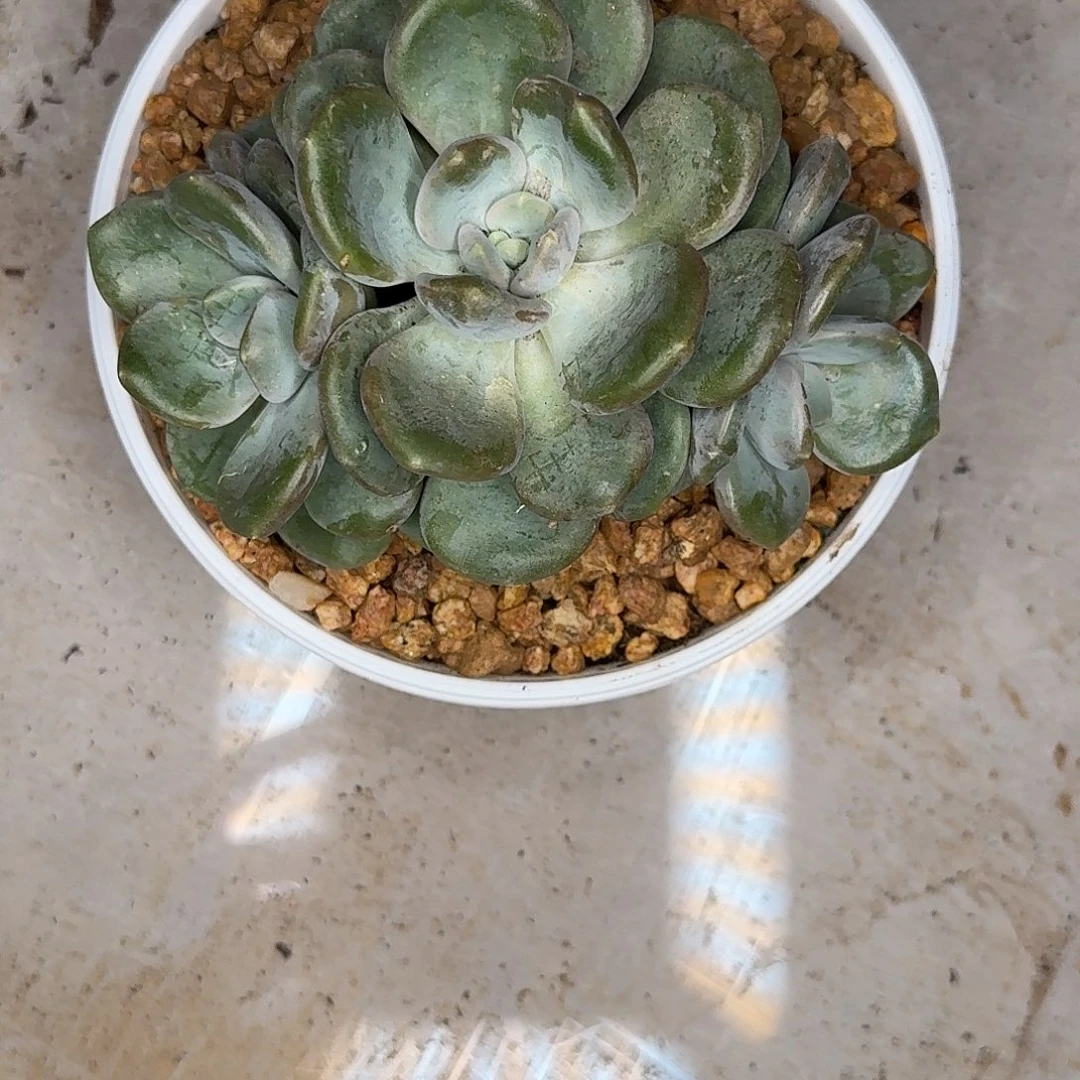 悦***阁芒果冰多肉植物发货