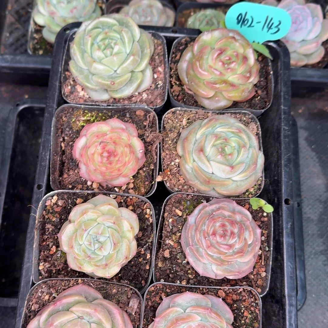 从前慢多肉精选编号0102.143