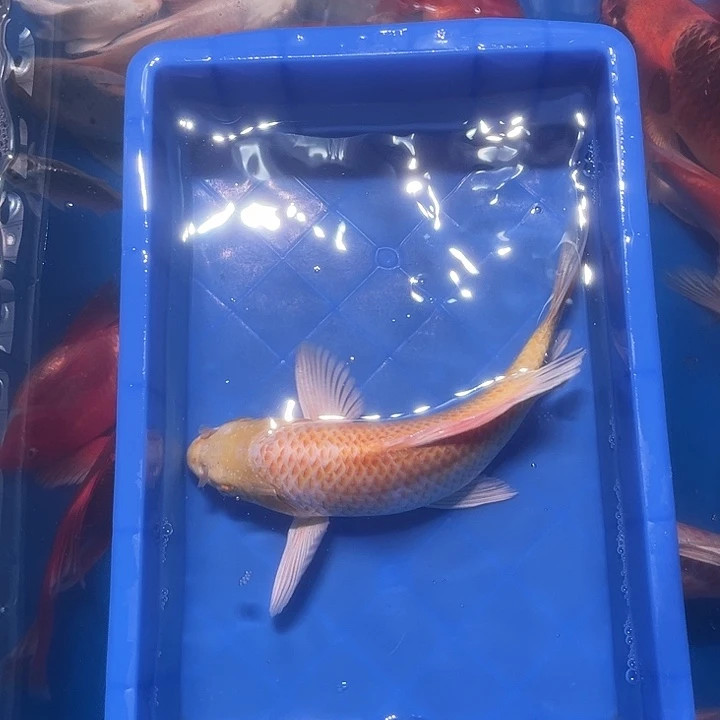 海水鱼渔场直发4号链接