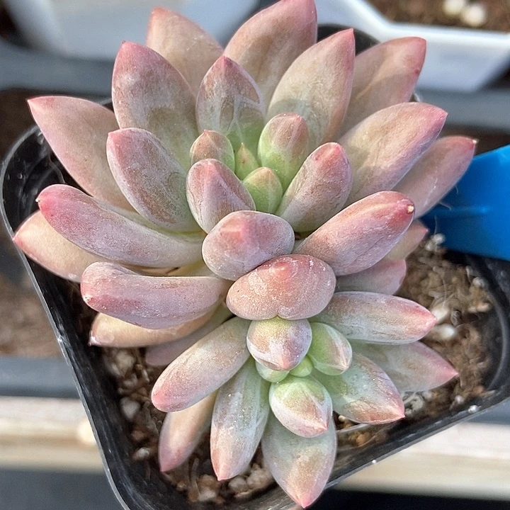 多肉植物车厘子6157多肉
