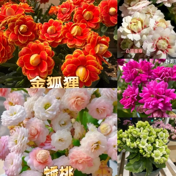 金狐狸长寿花小苗5个品种5个色包对版多年生多年养