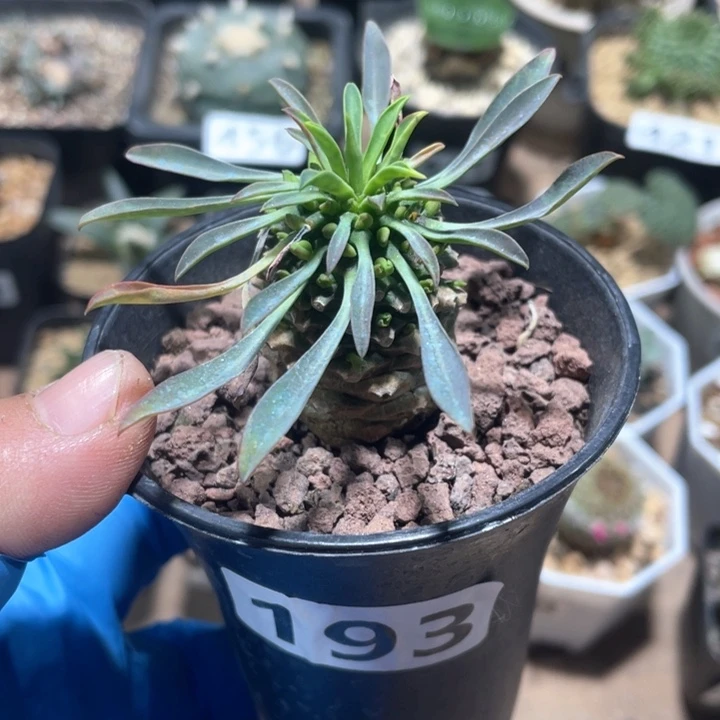 193铁甲麒麟大戟