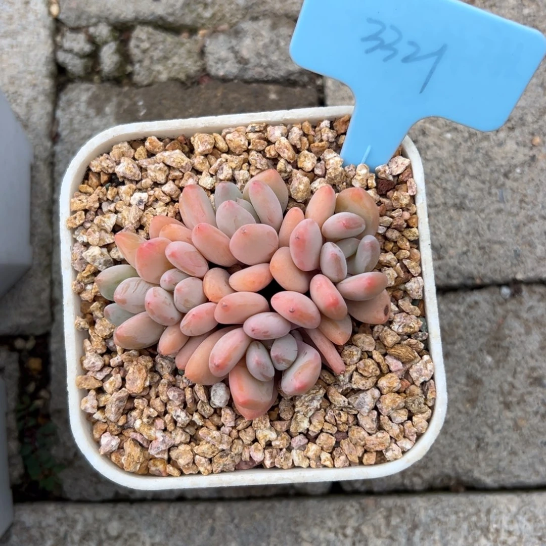 珍舞111111111111111111