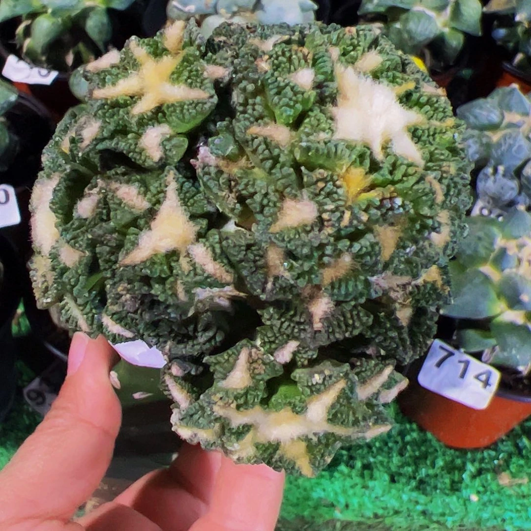 无花朵福利颗粒黑牡丹群636