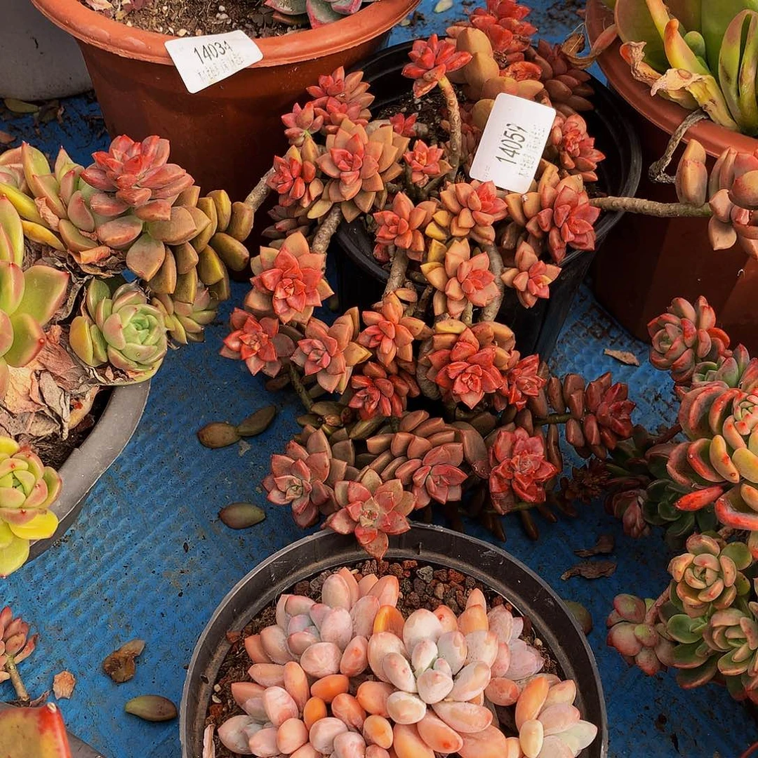 看****    姬笼月娜肉14059