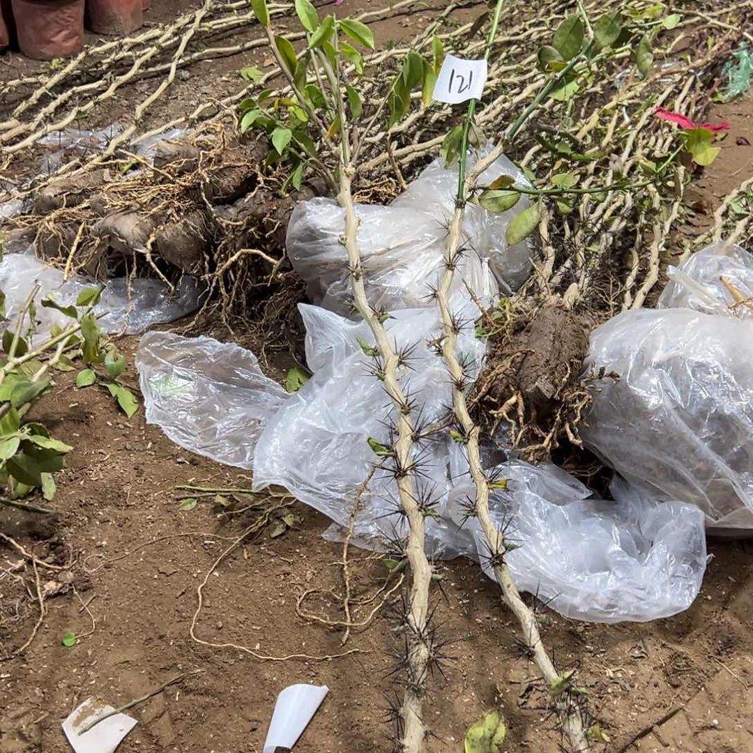 k*q90公分左右分枝叶仙两颗编号121