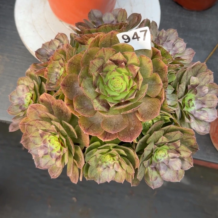 多肉植物黑魔法师947