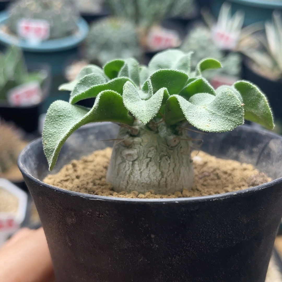 实生白皮光堂棒槌