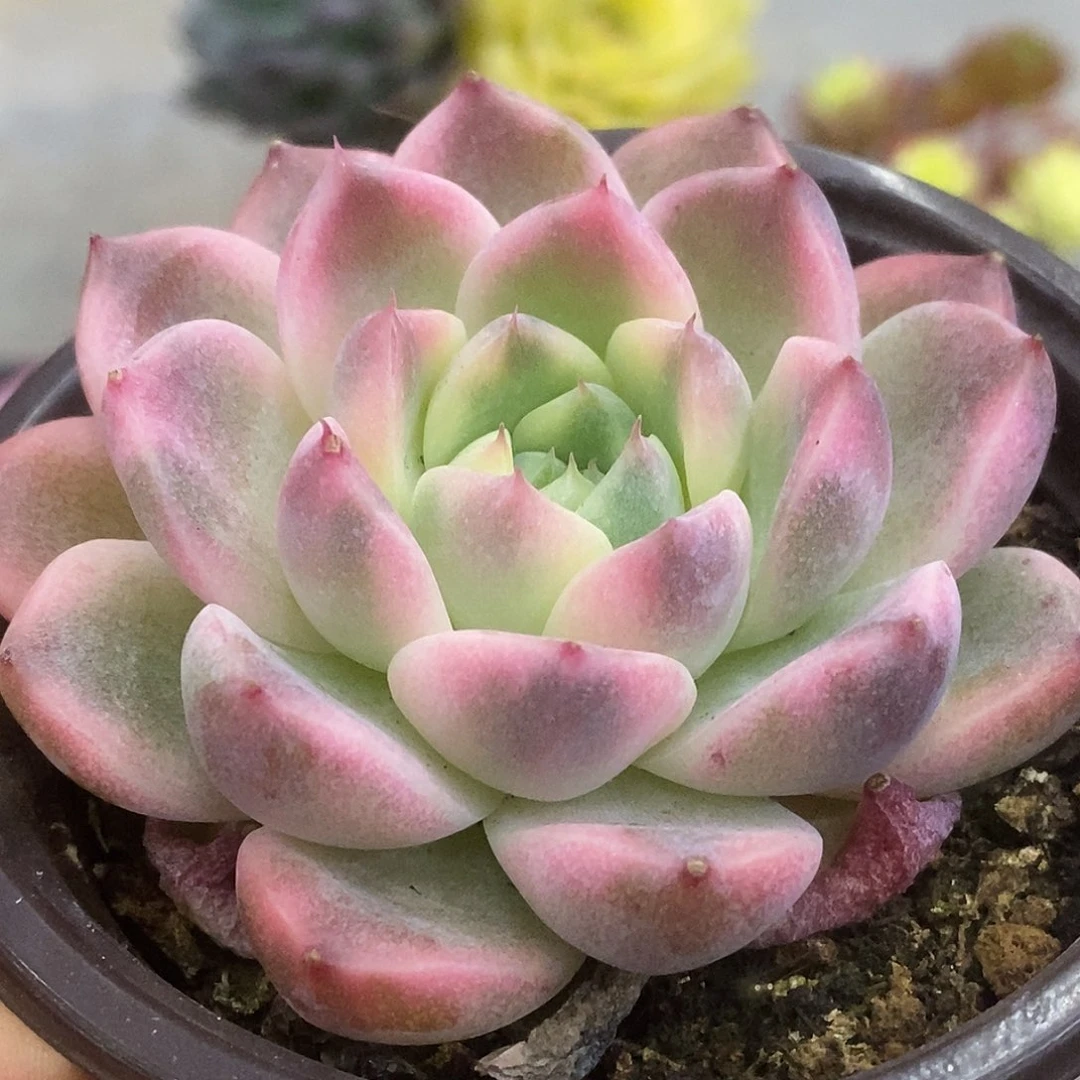 635福利哈哈哈哈哈哈