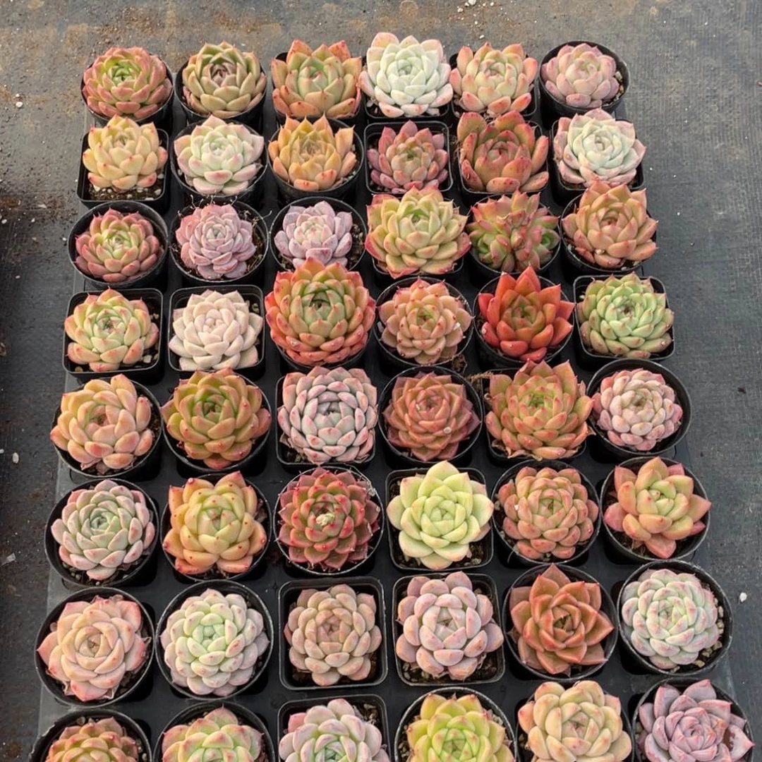 登*一物一拍48棵23-163