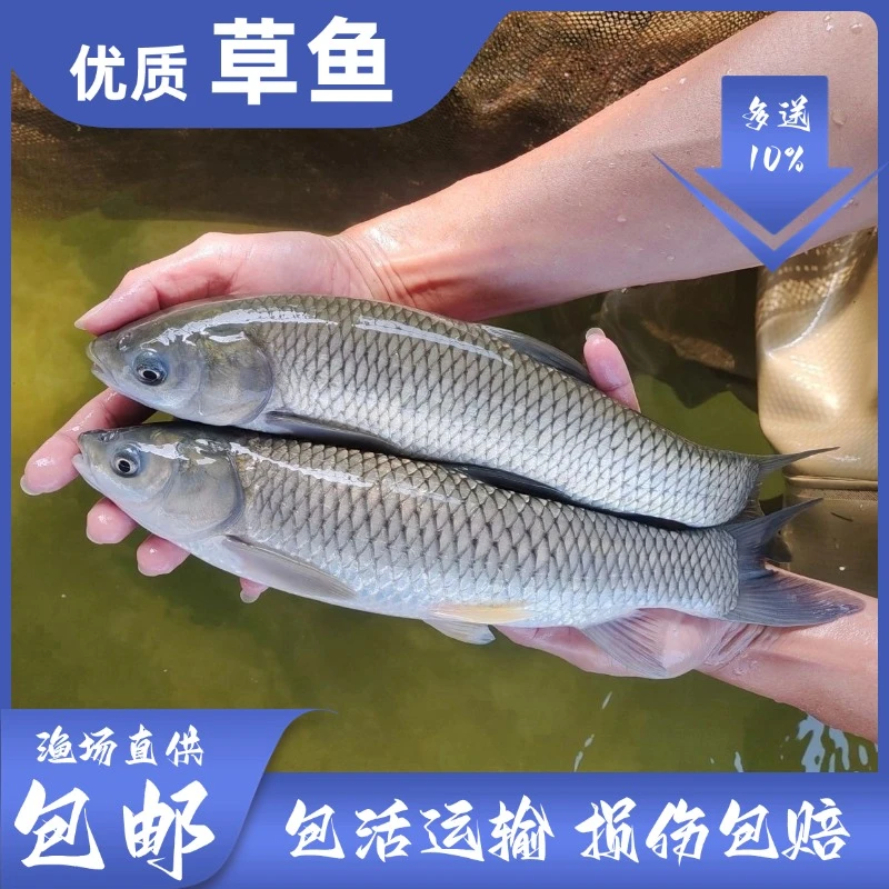 草鱼草混子 鲩鱼 四大家鱼淡水观赏养殖