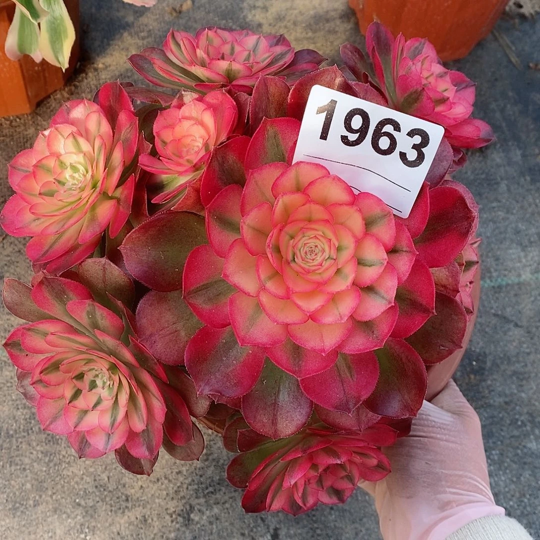 红陶1963荔枝4官服18