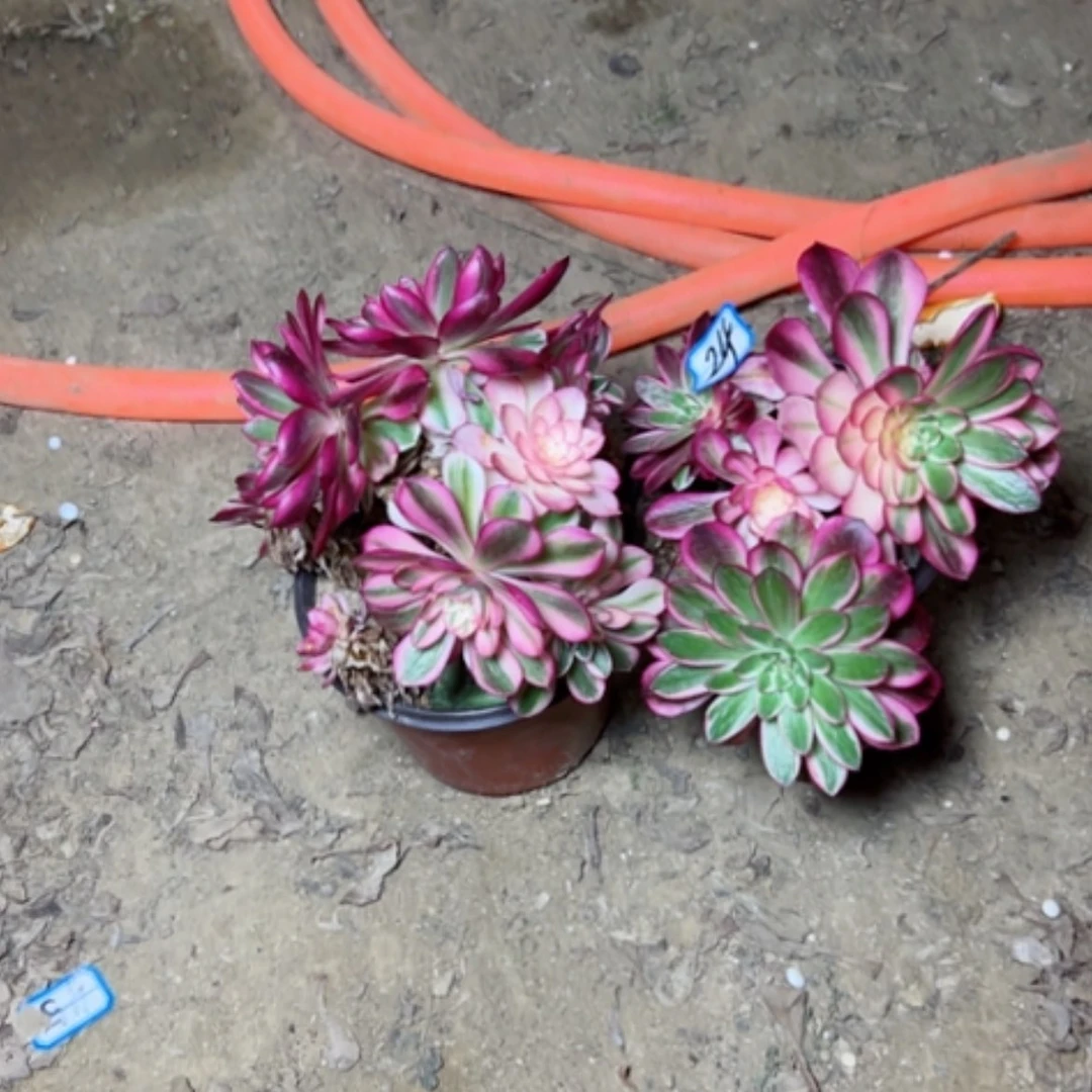 【闪购商品】小****)多肉植物断枝不包24