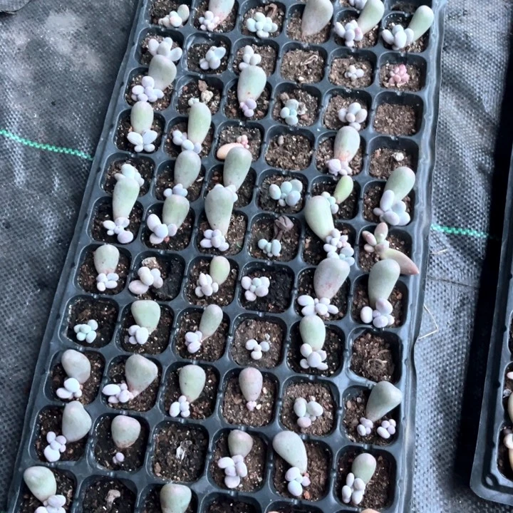 米可奶12号码牌子的话题了