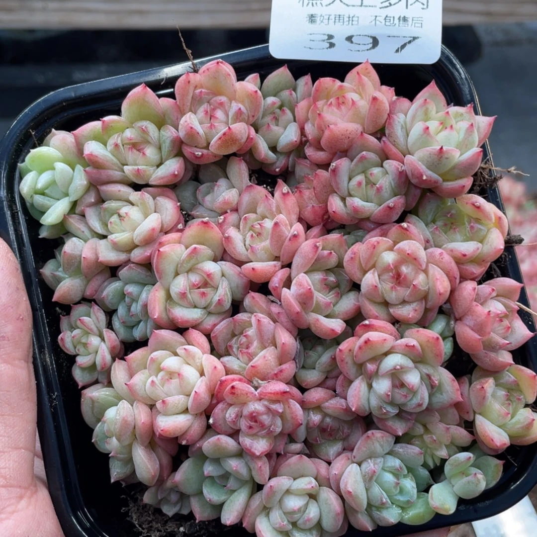 糕大上多肉植物397