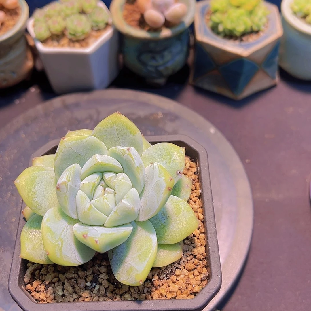 ?***?黄钻，多肉植物，