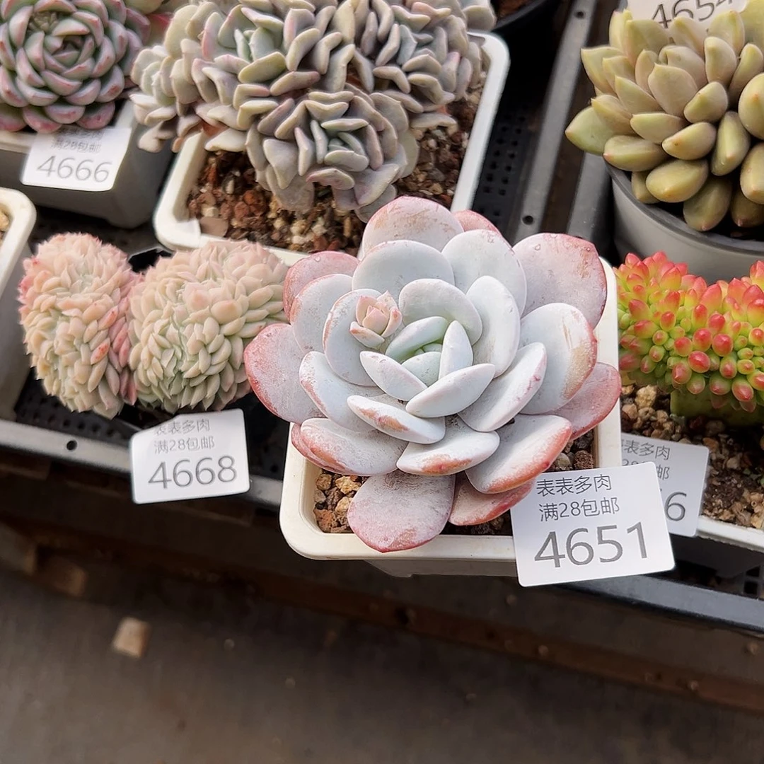 9号周**姐我们的确是一个4651