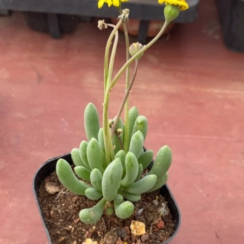 卡拉菲厚顿菊5仙人球