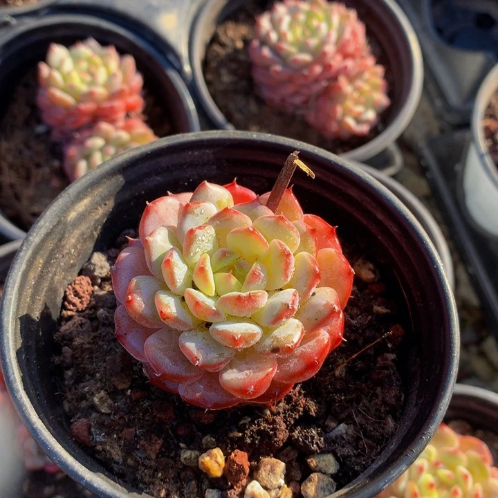 白胖子头。