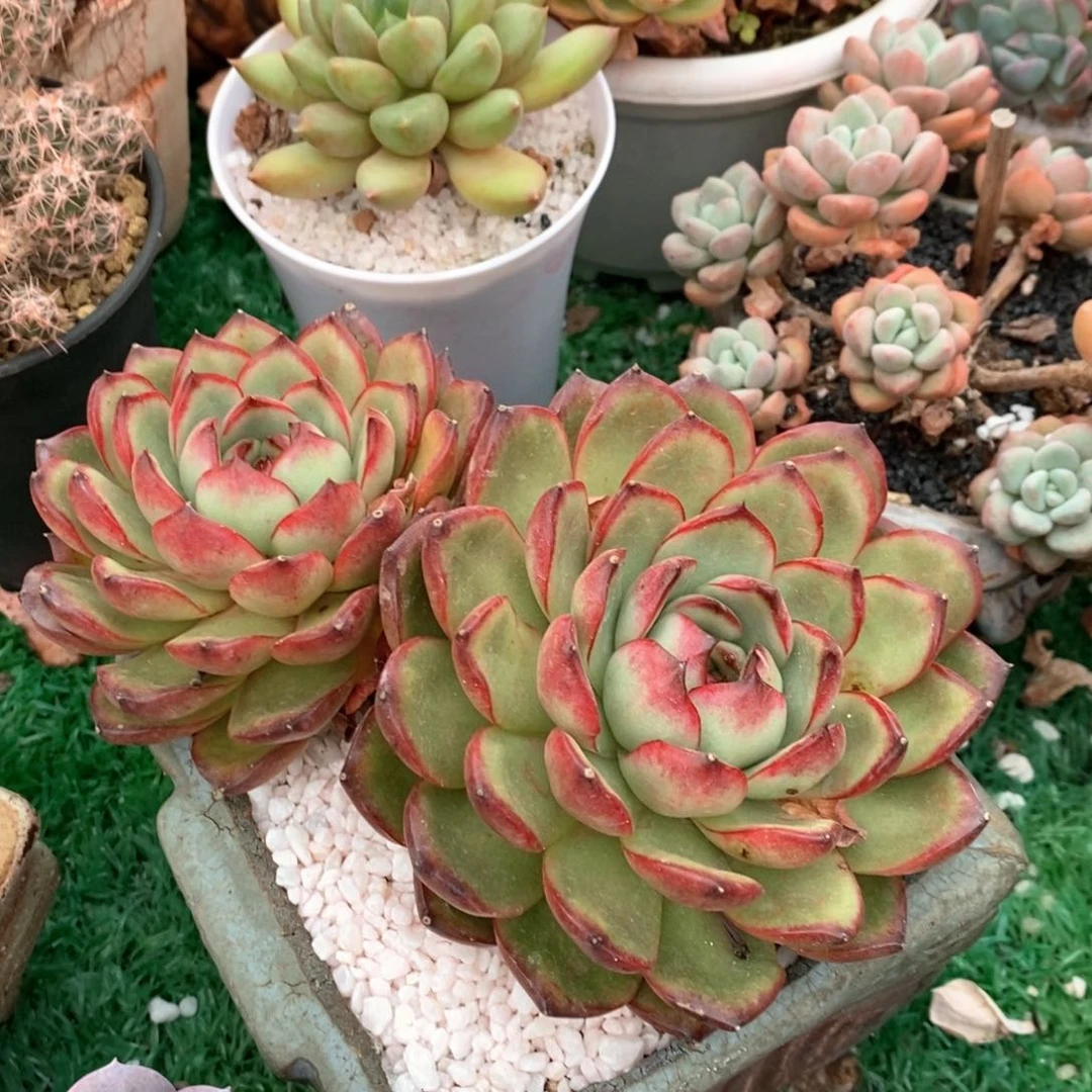 万宝龙多肉植物盆栽