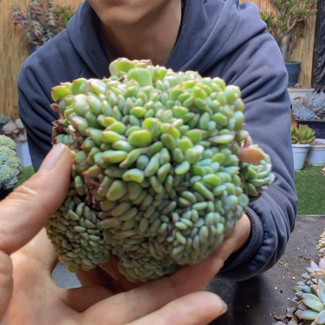 小**子A35号白胖子缀多肉