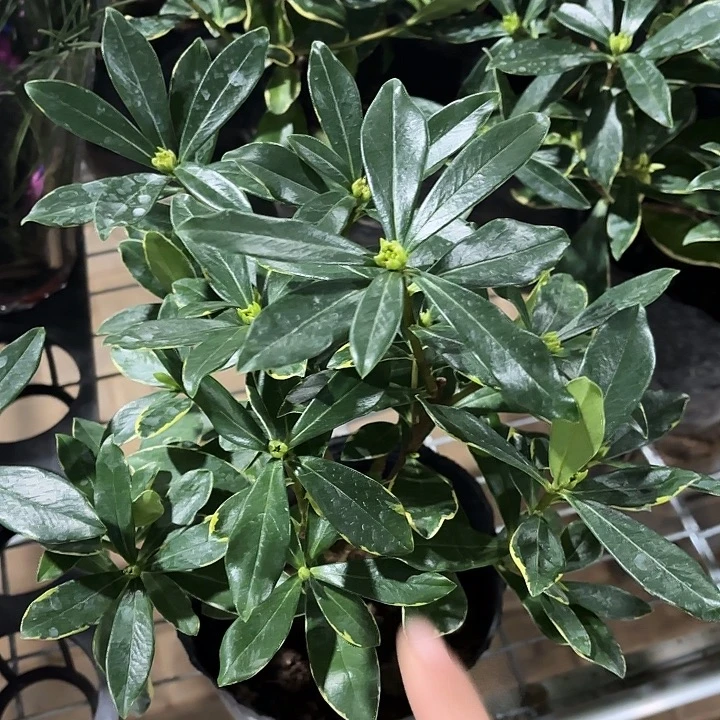 全部花苞瑞香一盆