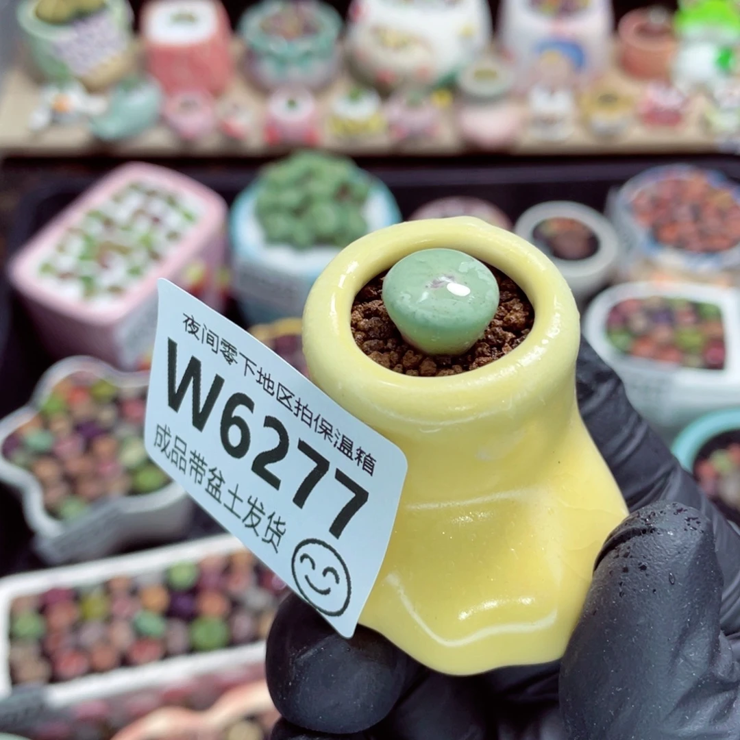 夜间零下地区拍保温箱w6277