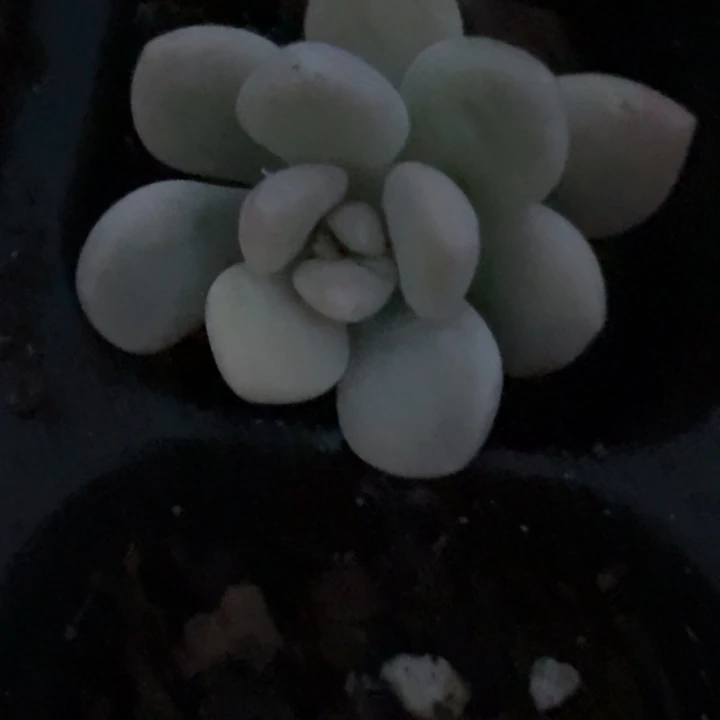 花斑鹿锦一物一拍