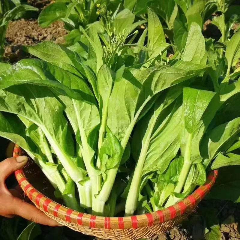 湖北农家新鲜白菜苔蔬菜冷链4斤包邮