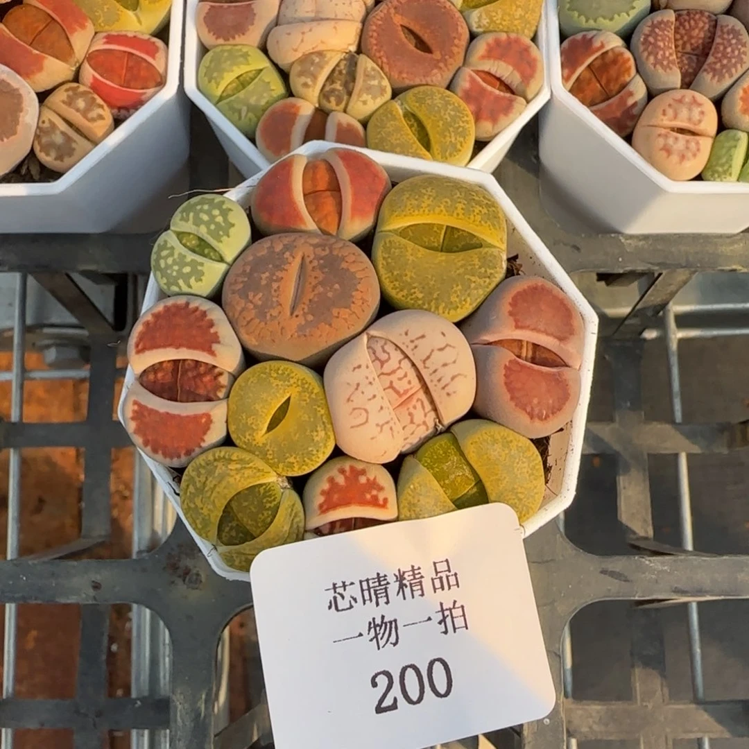 闪购精品多肉200号