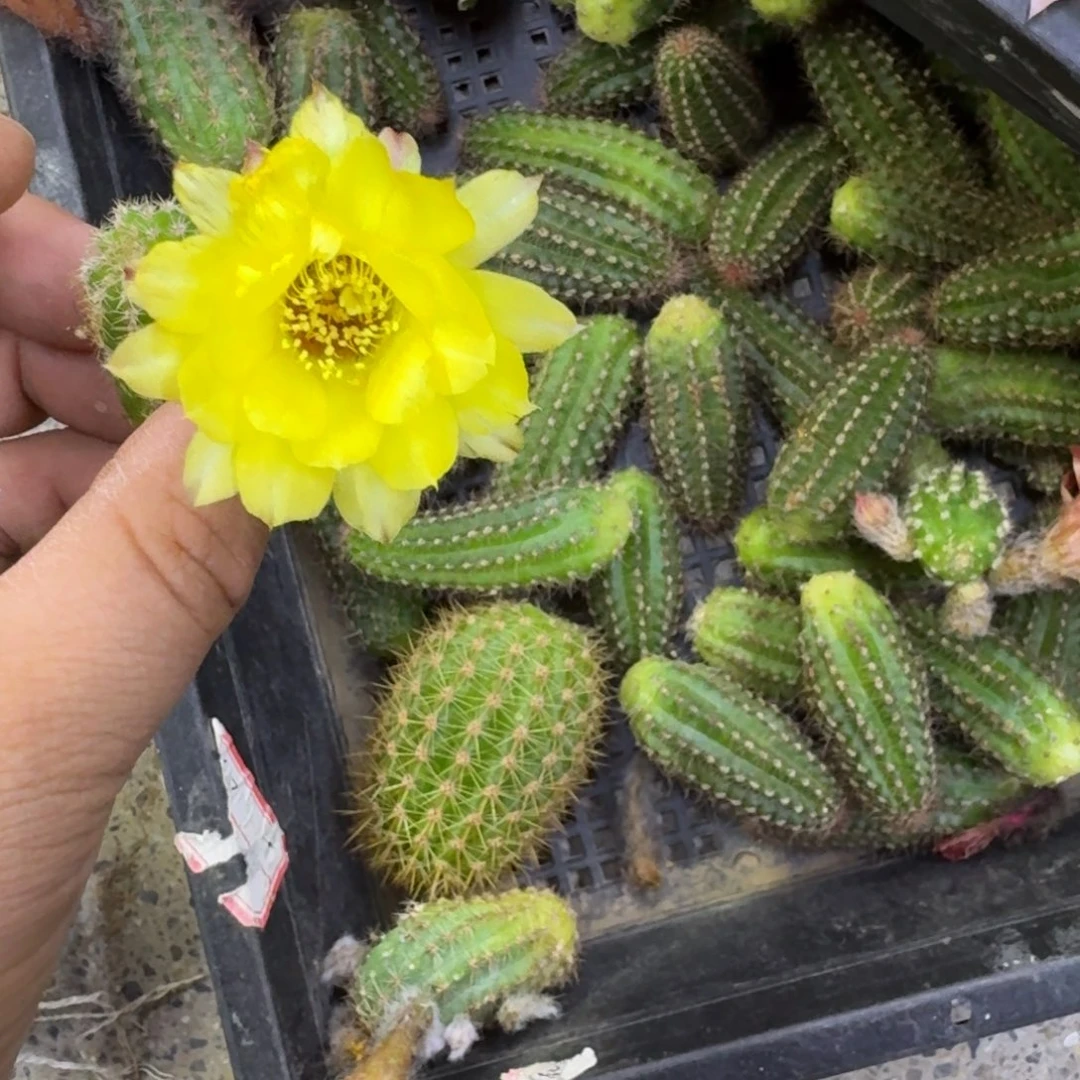 329白檀3个普拉无根侧牙小，20包邮