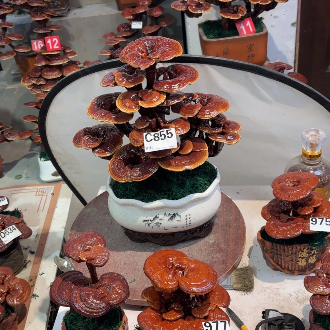 无花朵灵芝585588888888888888