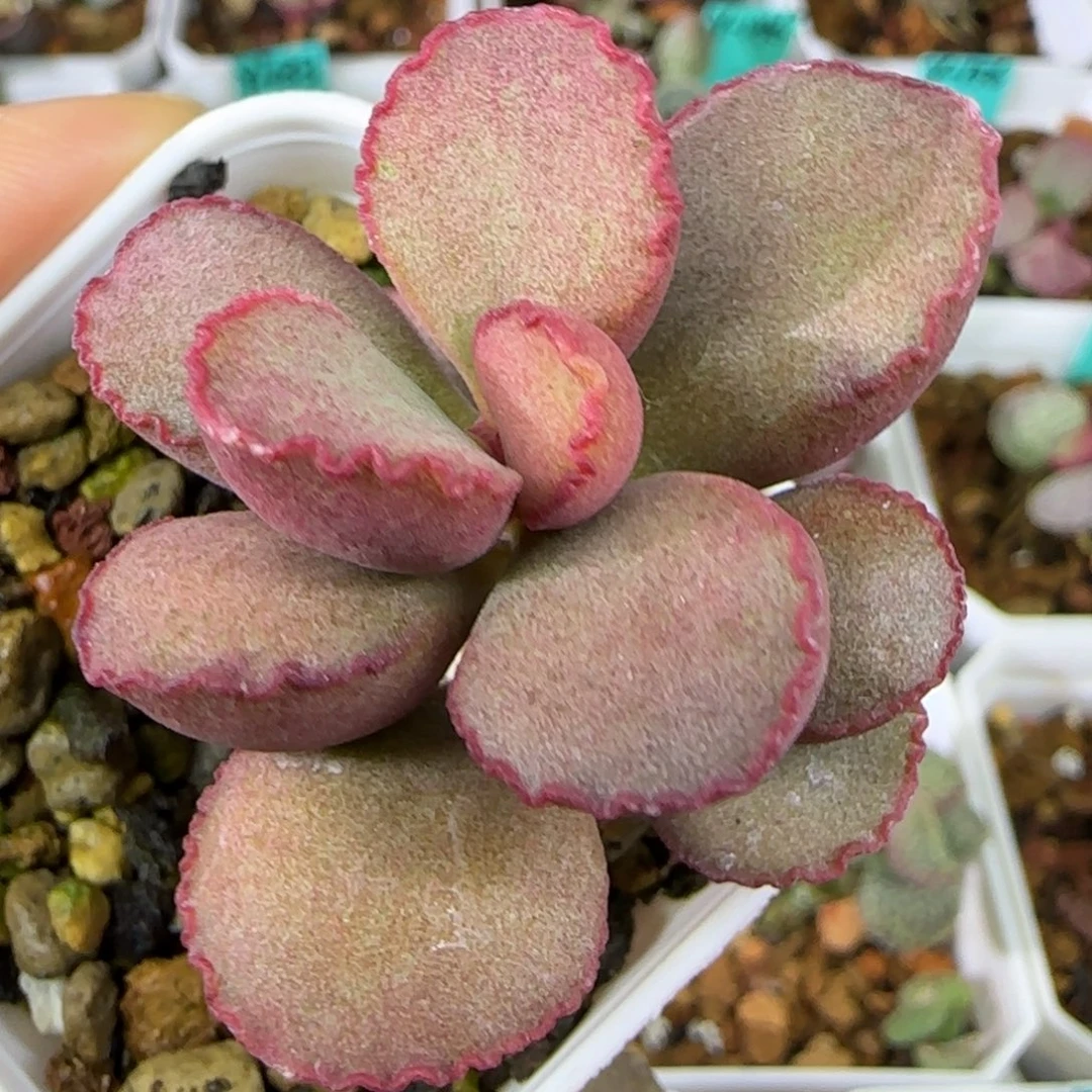 实生老桩，五方盆发