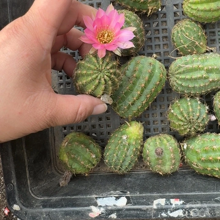 261丽花49歪无根侧牙3公分左右