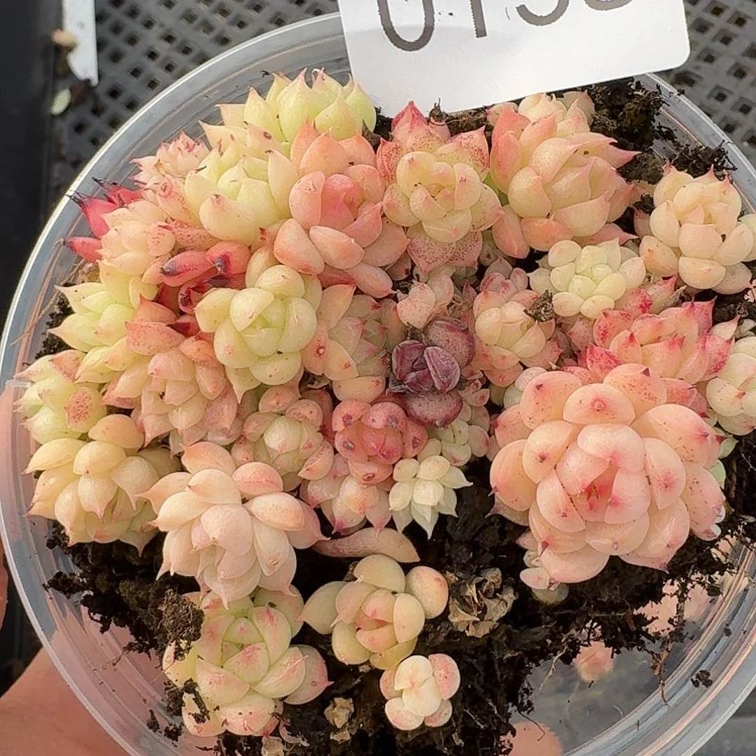 杂交新品珍妮多肉138