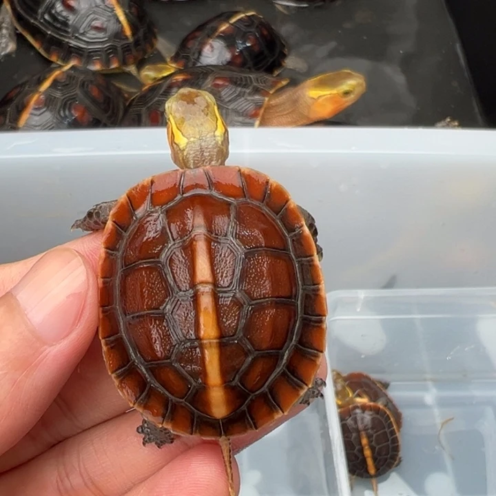 母绿毛龟m****y啦啦了啦