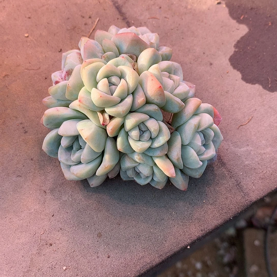 雪*花一物一拍，冰玉群