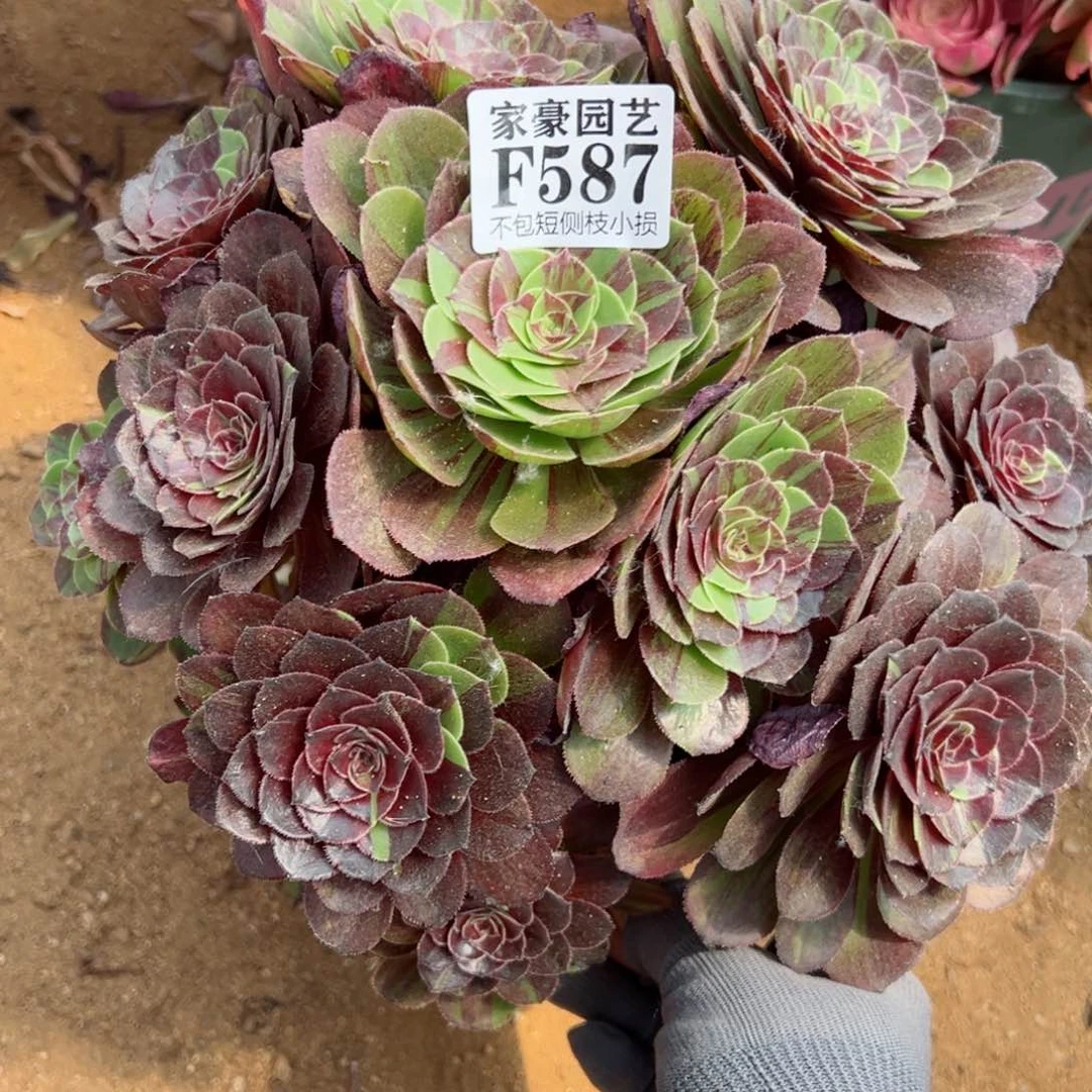 587花夜叶尺寸25左右当年桩