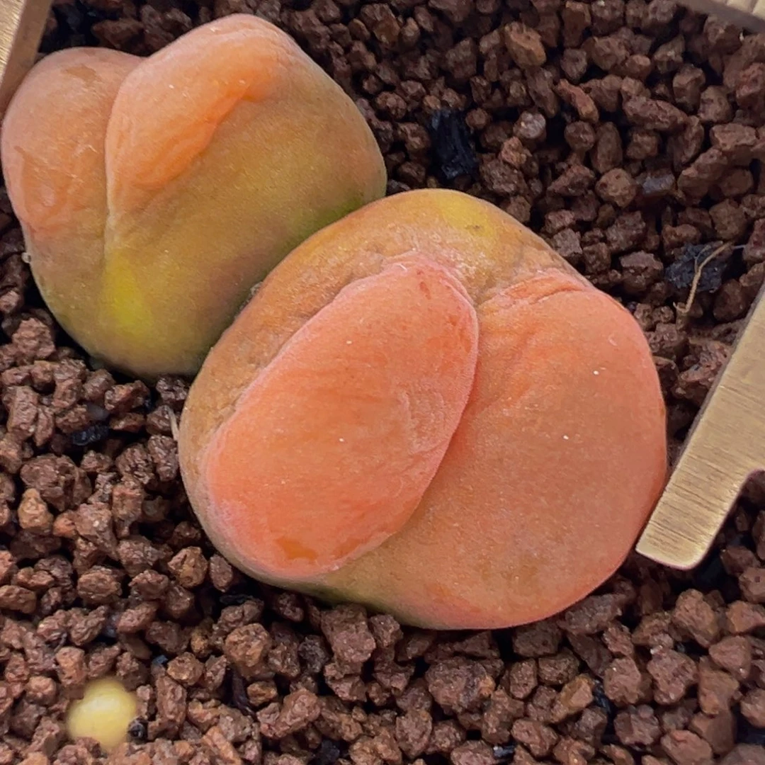 翻唇进口水蜜桃带盆多肉